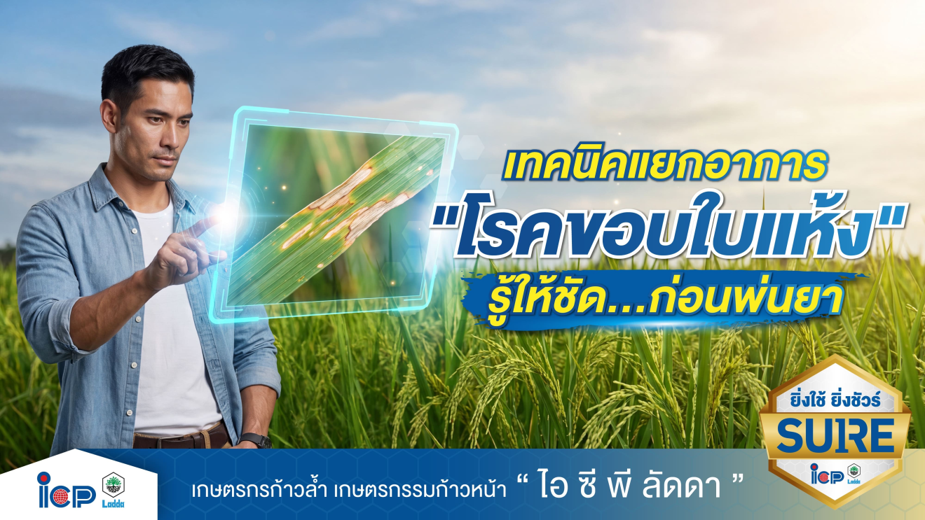 เทคนิคแยกอาการ “โรคขอบใบแห้งข้าว” ก่อนทำการพ่นสารป้องกันกำจัด