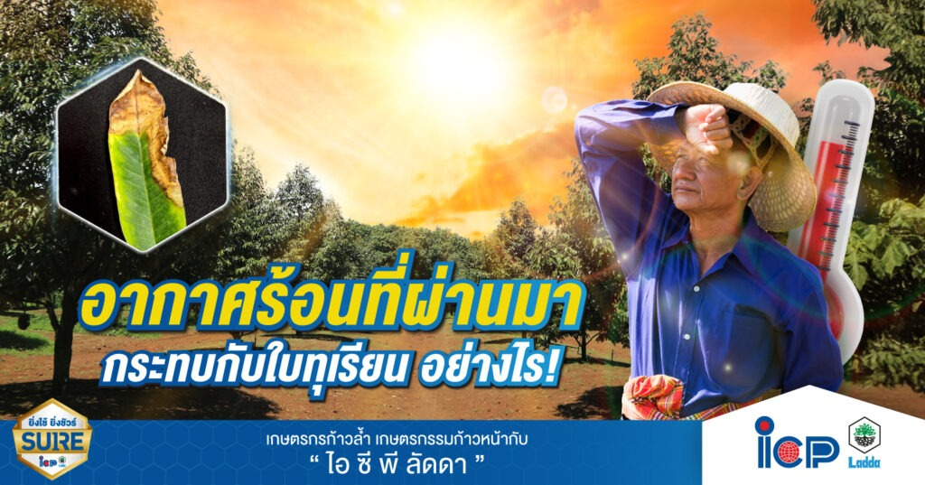 อากาศร้อนที่ผ่านมา กระทบกับใบทุเรียน อย่างไร!  