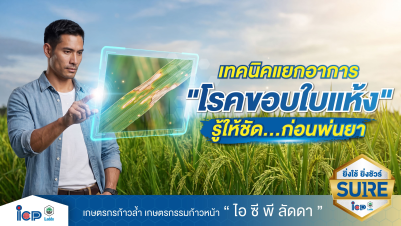 เทคนิคแยกอาการ “โรคขอบใบแห้งข้าว” ก่อนทำการพ่นสารป้องกันกำจัด