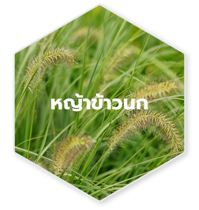 หญ้าข้าวนก