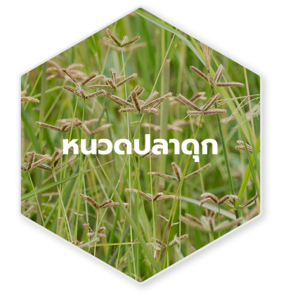 หนวดปลาดุก