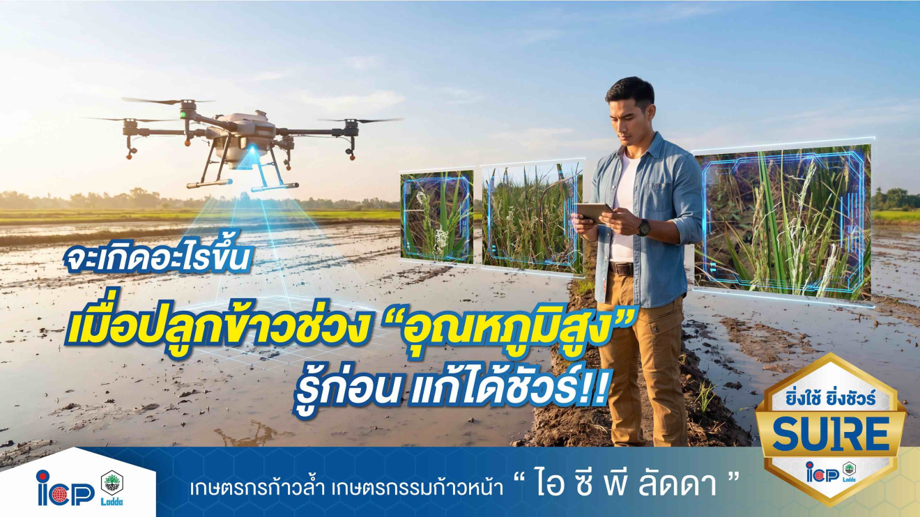 จะเกิดอะไรขึ้นเมื่อปลูกข้าวช่วง "อุณหภูมิสูง" รู้ก่อนแก้ได้ชัวร์