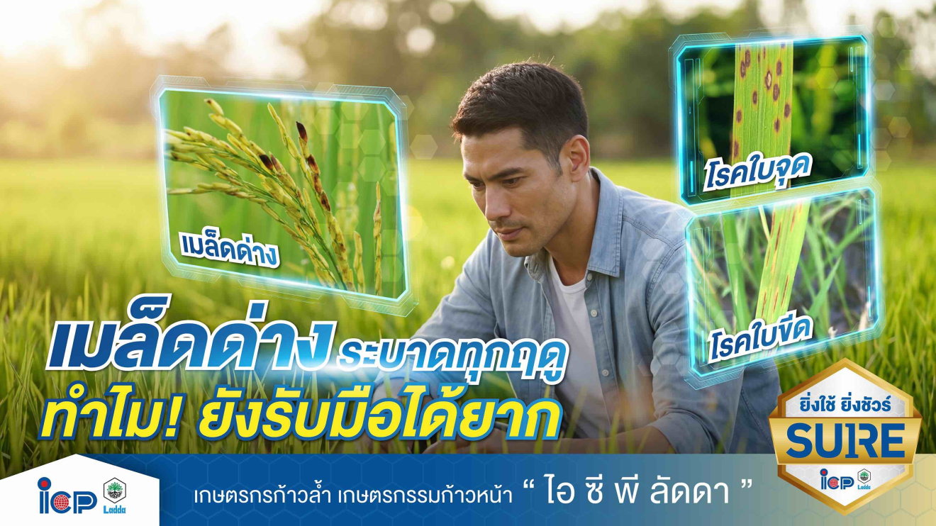 โรคเมล็ดด่าง...ระบาดในนาข้าวแทบทุกฤดู แต่ทำไม? ยังรับมือได้ยาก