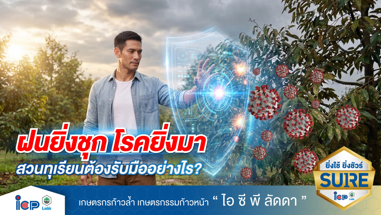 ช่วงฝนชุก สวนทุเรียนควรวางแผนรับมือและจัดการโรคทุเรียนอย่างไร?
