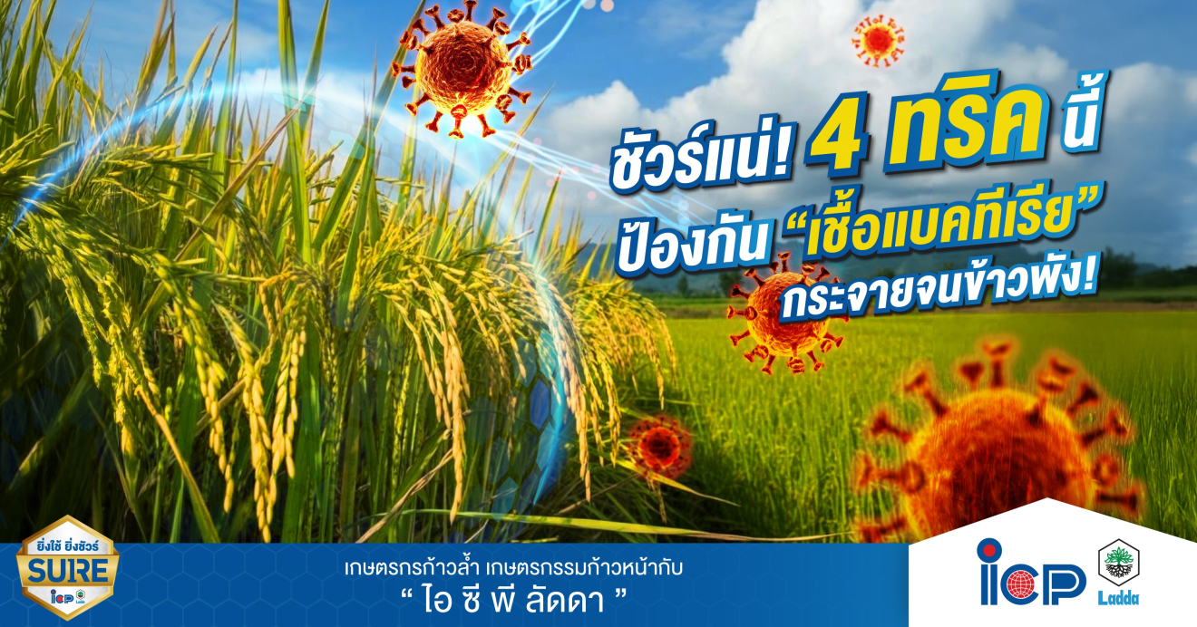 แปลงนาข้าวรวงสุกกับภาพจำลองเชื้อแบคทีเรีย ประกอบบทความ 4 วิธีป้องกันโรคจากเชื้อแบคทีเรียในข้าว