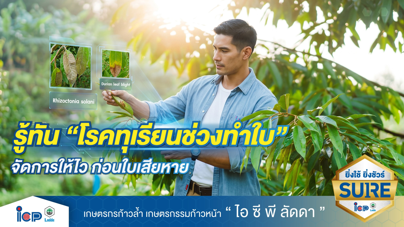 รู้ทันโรคทุเรียนช่วงทำใบ