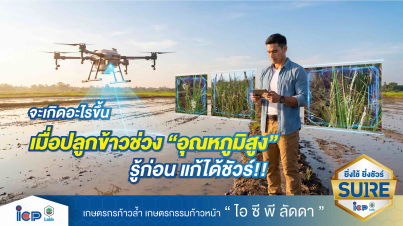 จะเกิดอะไรขึ้นเมื่อปลูกข้าวช่วง "อุณหภูมิสูง" รู้ก่อนแก้ได้ชัวร์