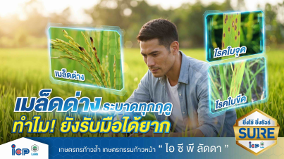โรคเมล็ดด่าง...ระบาดในนาข้าวแทบทุกฤดู แต่ทำไม? ยังรับมือได้ยาก