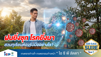 ช่วงฝนชุก สวนทุเรียนควรวางแผนรับมือและจัดการโรคทุเรียนอย่างไร?