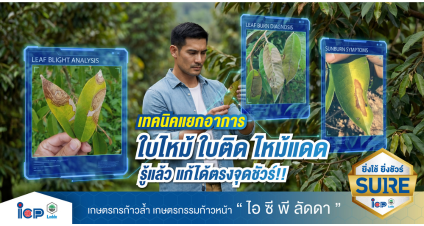 แยกให้ออกก่อนดูพลาด! เทคนิคดู “ใบไหม้ ใบติด หรือไม้แดด” ในใบทุเรียน