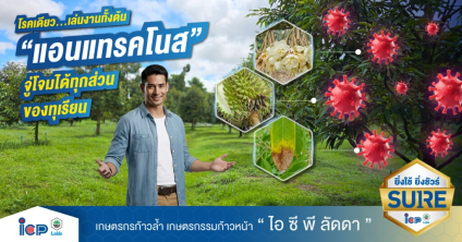 โรคเดียว…เล่นงานทั้งต้น “แอนแทรคโนส” จู่โจมได้ทุกส่วนของทุเรียน
