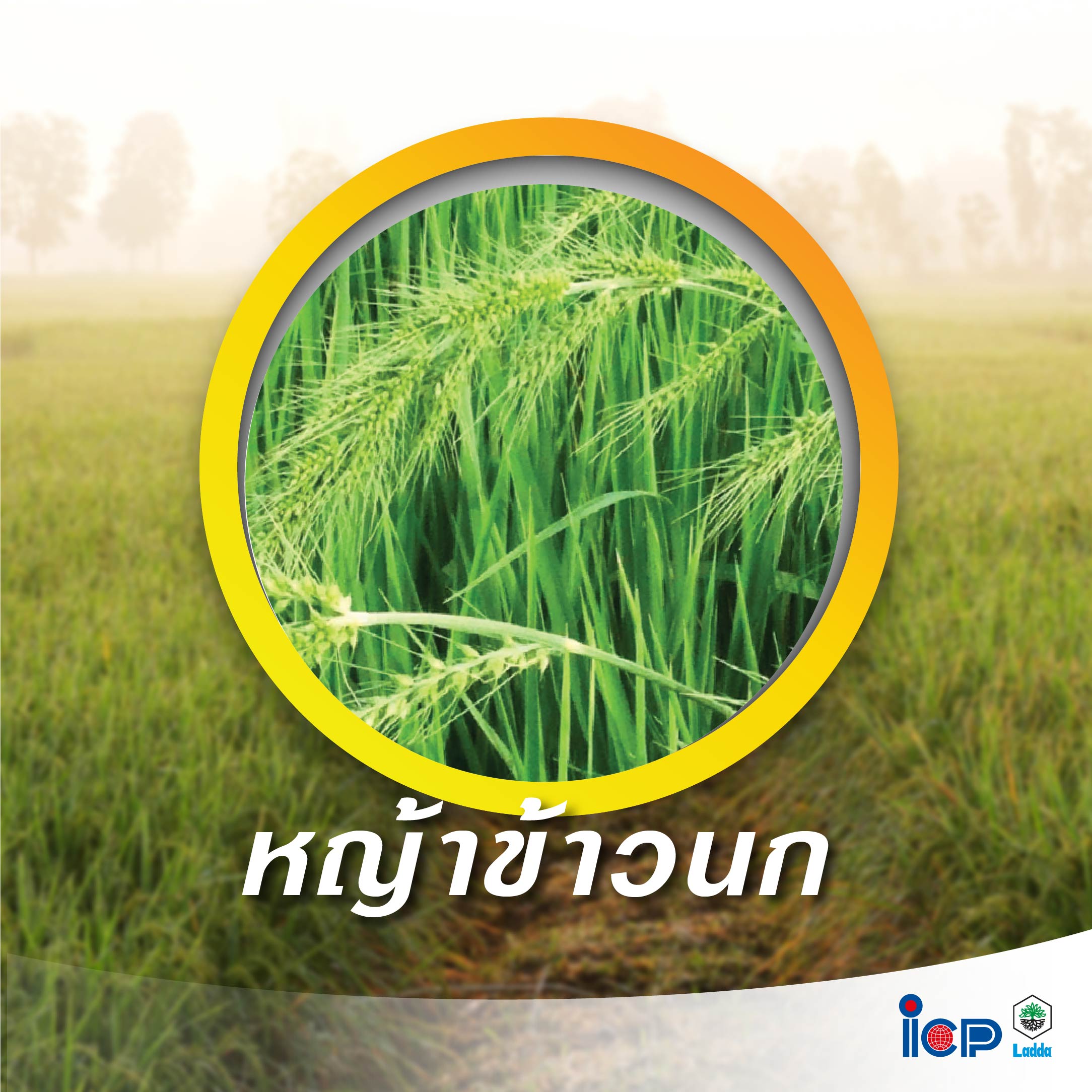 My Image 15