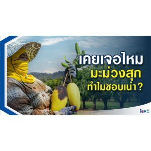 มะม่วงสุก