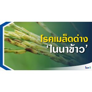 โรคเมล็ดด่างในข้าว