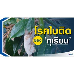 โรคใบติดทุเรียน