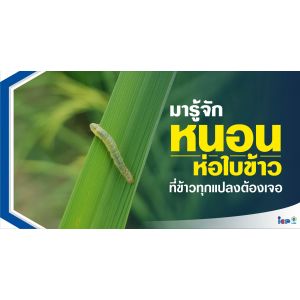 หนอนห่อใบข้าว