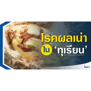 โรคเน่าในทุเรียน