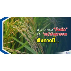 ทูโฟฟอส นาข้าว