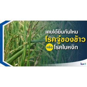 โรคจู๋ในข้าว