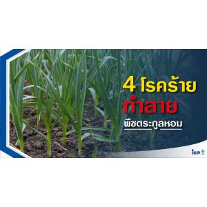 โรคหอม