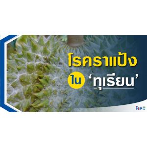 โรคราแป้งในทุเรียน