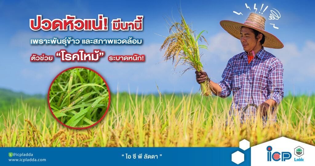 ปวดหัวแน่!-ถ้าไม่รู้จักเลือกใช้สารป้องกันกำจัด“โรคเมล็ดด่าง”