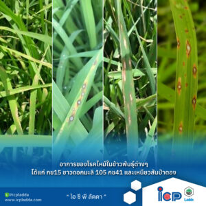 B-26-03-24-ปวดหัวแน่!-ถ้าไม่รู้จักเลือกใช้สารป้องกันกำจัด“โรคเมล็ดด่าง”-05