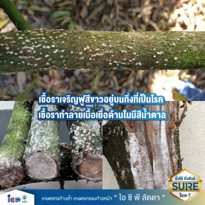 รู้จักโรคร้ายกิ่งแห้ง-02