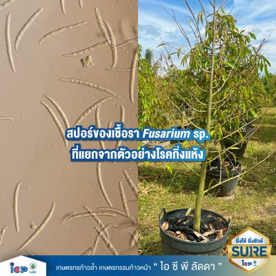 รู้จักโรคร้ายกิ่งแห้ง-03