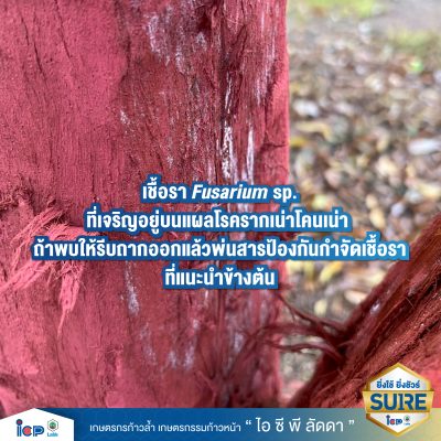 รู้จักโรคร้ายกิ่งแห้ง-04