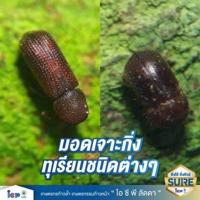 รู้จักโรคร้ายกิ่งแห้ง-05