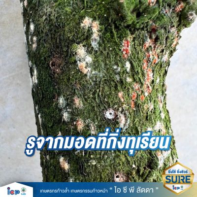 รู้จักโรคร้ายกิ่งแห้ง-06
