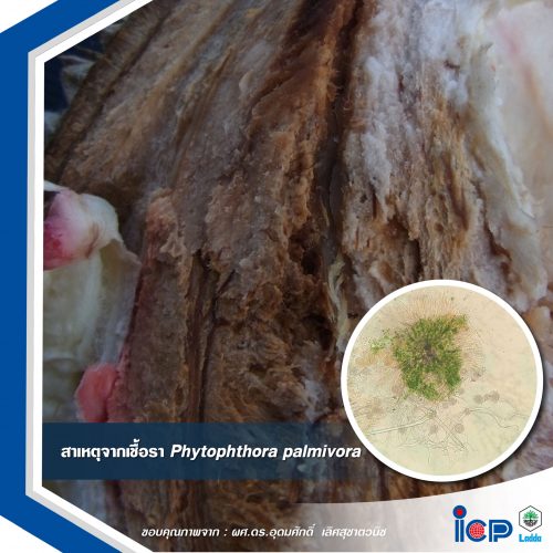 โรคที่เกิดจากเชื้อรา Phytophthora palmivora