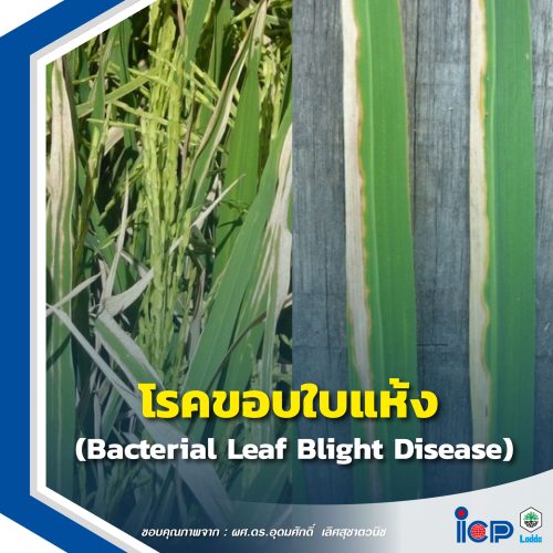 โรคขอบใบแห้ง (Bacterial Leaf Blight Disease)
