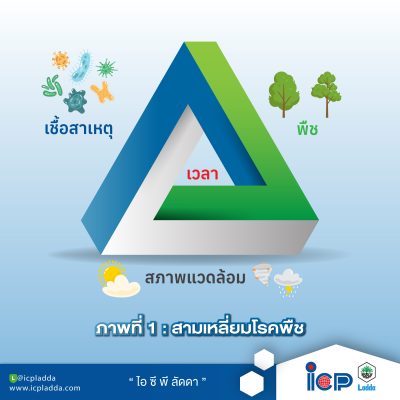 B-26-03-24-ปวดหัวแน่!-ถ้าไม่รู้จักเลือกใช้สารป้องกันกำจัด“โรคเมล็ดด่าง”-02
